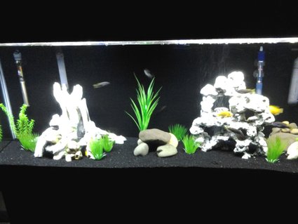 Rated #60: 55 Gallons Freshwater Fish Tank - 55 gallon African cichlid tank with Yellow labs, acei, cory catfish, and Chinese algae eaters. Rated #60: 55 Gallons Freshwater Fish Tank - 55 gallon African cichlid tank with Yellow labs, acei, cory catfish, and Chinese algae eaters.