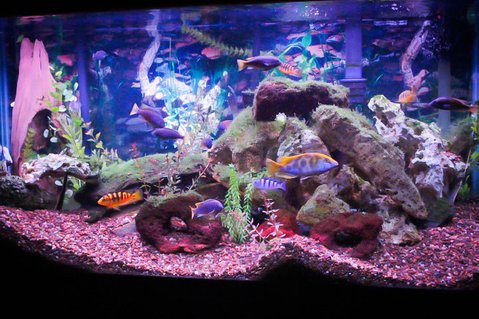 Rated #10: 90 Gallons Freshwater Fish Tank - 90 gallon African tank. Rated #10: 90 Gallons Freshwater Fish Tank - 90 gallon African tank.