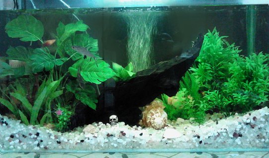 Rated #52: 50 Gallons Freshwater Fish Tank - 50 gallon freshwater tank with white gravel bottom, central piece of driftwood and different kinds of fake and live plants. The tank is provided by good internal filtration system, heater and, air pumper for oxygen and moderate fluorescent lighting. Rated #52: 50 Gallons Freshwater Fish Tank - 50 gallon freshwater tank with white gravel bottom, central piece of driftwood and different kinds of fake and live plants. The tank is provided by good internal filtration system, heater and, air pumper for oxygen and moderate fluorescent lighting.