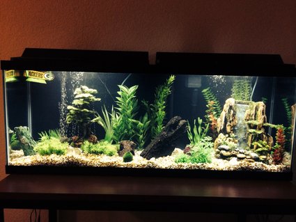 Rated #28: 50 Gallons Freshwater Fish Tank - 50 gallon freshwater tank Rated #28: 50 Gallons Freshwater Fish Tank - 50 gallon freshwater tank