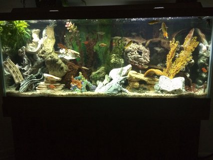 Rated #15: 75 Gallons Freshwater Fish Tank - Community Tank: 4 Odessa Barb; 5 Rosey Barbs; 2 Chinese Algae Eater; 2 Cory Cats; 3 Goldfish; 3 Gouramis; 3 Danios; 3 Australian Rainbows; 3 Bueno Aires Tetra; 5 Neon Tetras; 2 Dalmatian Mollies; 3 African cichlids (peaceful); 3 Green Tiger Barb. Rated #15: 75 Gallons Freshwater Fish Tank - Community Tank: 4 Odessa Barb; 5 Rosey Barbs; 2 Chinese Algae Eater; 2 Cory Cats; 3 Goldfish; 3 Gouramis; 3 Danios; 3 Australian Rainbows; 3 Bueno Aires Tetra; 5 Neon Tetras; 2 Dalmatian Mollies; 3 African cichlids (peaceful); 3 Green Tiger Barb.