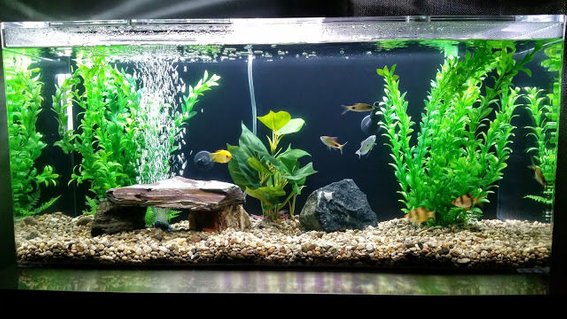 Rated #7: 35 Gallons Freshwater Fish Tank - My tank! Rated #7: 35 Gallons Freshwater Fish Tank - My tank!
