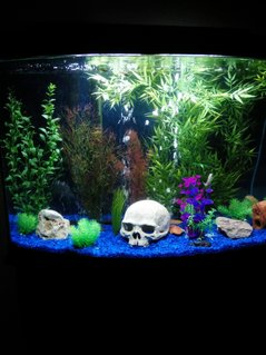 Rated #61: 46 Gallons Freshwater Fish Tank - First tank build Rated #61: 46 Gallons Freshwater Fish Tank - First tank build