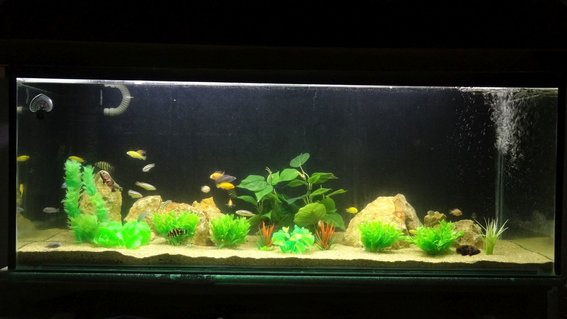 Rated #64: 120 Gallons Freshwater Fish Tank - 60 inch long, 18 inch wide, 24 inch hight, sump filtration and submersible filtration, sea sand, rocks Rated #64: 120 Gallons Freshwater Fish Tank - 60 inch long, 18 inch wide, 24 inch hight, sump filtration and submersible filtration, sea sand, rocks
