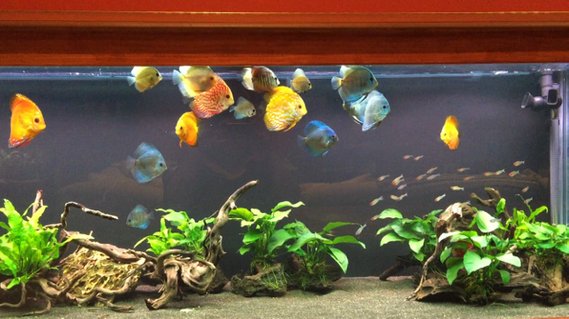 Rated #9: 180 Gallons Freshwater Fish Tank - 180 Gallon Discus Rated #9: 180 Gallons Freshwater Fish Tank - 180 Gallon Discus