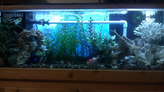 Rated #53: 55 Gallons Freshwater Fish Tank - 55 gallon fish tank with electric yellow, cory, koi and barbs Rated #53: 55 Gallons Freshwater Fish Tank - 55 gallon fish tank with electric yellow, cory, koi and barbs