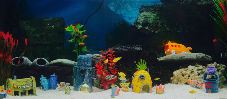 Rated #60: 55 Gallons Freshwater Fish Tank - African cichlids. Rated #60: 55 Gallons Freshwater Fish Tank - African cichlids.