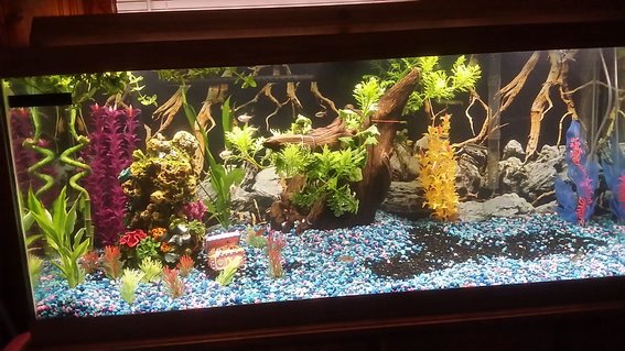 Rated #65: 75 Gallons Freshwater Fish Tank - Work in progress, building custom princess castle with the family. Rated #65: 75 Gallons Freshwater Fish Tank - Work in progress, building custom princess castle with the family.