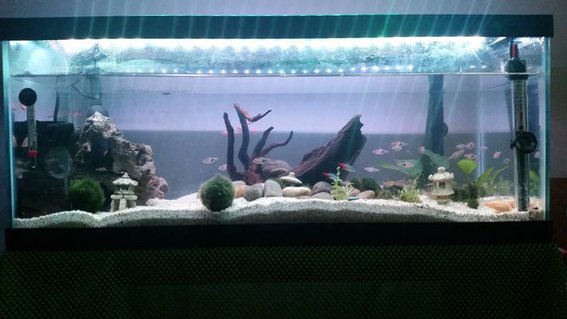 Rated #51: 20 Gallons Freshwater Fish Tank - My New 20 gallon long tank set up. i tried to do a little aquascaping here. left a little cave and the rightt a open space for them to swim about. a couple of nanas including the big and small ones. a bunch of morimo moss balls. i decided to go against getting neon tetras since they die so easily and went with rasbora. glad i did. Rated #51: 20 Gallons Freshwater Fish Tank - My New 20 gallon long tank set up. i tried to do a little aquascaping here. left a little cave and the rightt a open space for them to swim about. a couple of nanas including the big and small ones. a bunch of morimo moss balls. i decided to go against getting neon tetras since they die so easily and went with rasbora. glad i did.