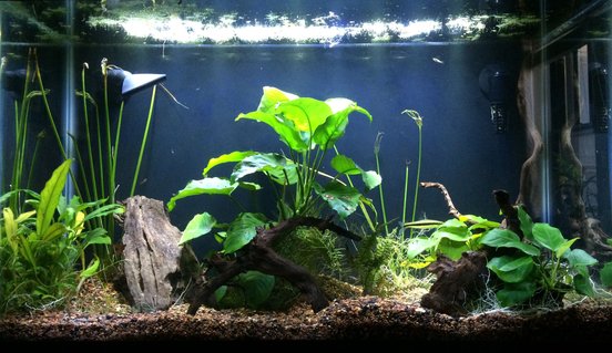 Rated #14: 29 Gallons Freshwater Fish Tank - 11/7/15, main show tank 3 days after transplant from retired 40b show tank. Rated #14: 29 Gallons Freshwater Fish Tank - 11/7/15, main show tank 3 days after transplant from retired 40b show tank.