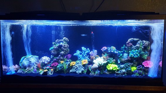 Rated #26: 55 Gallons Freshwater Fish Tank - My lil project :) Rated #26: 55 Gallons Freshwater Fish Tank - My lil project :)