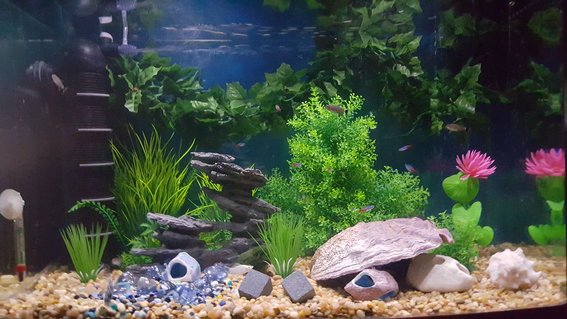 Rated #33: 30 Gallons Freshwater Fish Tank - Just set up this tank after thanksgiving 2015. 30 Gallon Tank 1 betta 4 mollies 5 red eye tetras 7 ghost shrimp 9 neon tetras Rated #33: 30 Gallons Freshwater Fish Tank - Just set up this tank after thanksgiving 2015. 30 Gallon Tank 1 betta 4 mollies 5 red eye tetras 7 ghost shrimp 9 neon tetras
