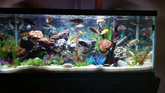 Rated #3: 75 Gallons Freshwater Fish Tank - 75 gallon mixed African cichlid tank containing about 30 fish and some fry. Rated #3: 75 Gallons Freshwater Fish Tank - 75 gallon mixed African cichlid tank containing about 30 fish and some fry.
