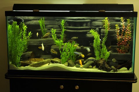 Rated #65: 95 Gallons Freshwater Fish Tank - My 95 Gallon DIY 3D background setup Rated #65: 95 Gallons Freshwater Fish Tank - My 95 Gallon DIY 3D background setup