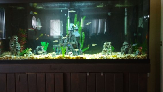 Rated #53: 125 Gallons Freshwater Fish Tank - Assorted african cichlids Rated #53: 125 Gallons Freshwater Fish Tank - Assorted african cichlids