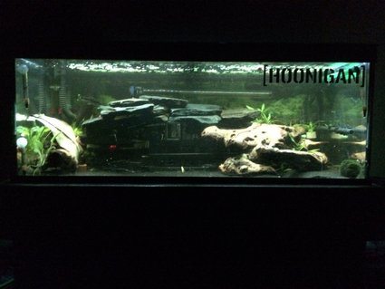 Rated #61: 42 Gallons Freshwater Fish Tank - Zebra Pleco (L046) setup Rated #61: 42 Gallons Freshwater Fish Tank - Zebra Pleco (L046) setup