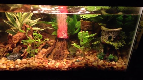 Rated #56: 10 Gallons Freshwater Fish Tank - This is mine Rated #56: 10 Gallons Freshwater Fish Tank - This is mine