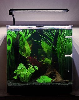 Rated #64: 10 Gallons Freshwater Fish Tank - My Aqua One Aspire55 with Green Neon Rasbora. Rated #64: 10 Gallons Freshwater Fish Tank - My Aqua One Aspire55 with Green Neon Rasbora.