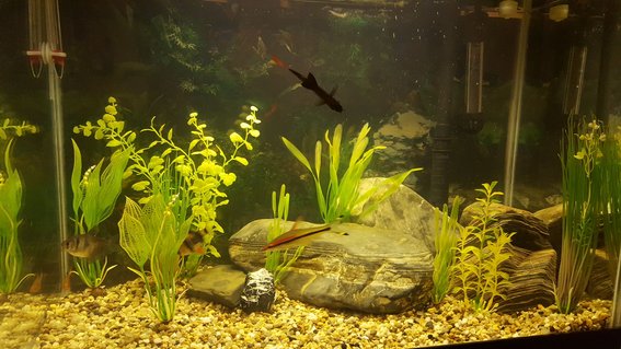 Rated #35: 18 Gallons Freshwater Fish Tank - My current tank Rated #35: 18 Gallons Freshwater Fish Tank - My current tank