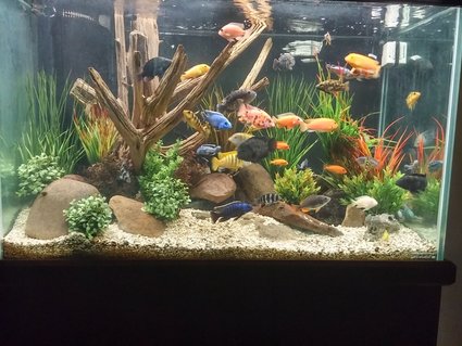 Rated #43: 150 Gallons Freshwater Fish Tank - Mixed African cichlid tank Rated #43: 150 Gallons Freshwater Fish Tank - Mixed African cichlid tank