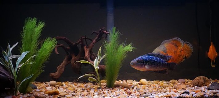 Rated #42: 75 Gallons Freshwater Fish Tank - 75 gallon aquarium holding a Tiger Oscar, Jack Dempsey, and Blood Parrot. Planted with live ribbon plants and artificial fir hair aquarium plants. Rated #42: 75 Gallons Freshwater Fish Tank - 75 gallon aquarium holding a Tiger Oscar, Jack Dempsey, and Blood Parrot. Planted with live ribbon plants and artificial fir hair aquarium plants.