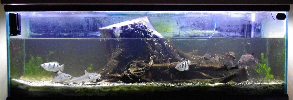 Rated #59: 100 Gallons Freshwater Fish Tank - brackish 100 gallon almost full Rated #59: 100 Gallons Freshwater Fish Tank - brackish 100 gallon almost full