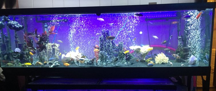 Rated #47: 125 Gallons Freshwater Fish Tank - 125 African cichlid tank Rated #47: 125 Gallons Freshwater Fish Tank - 125 African cichlid tank