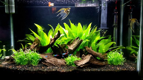 Rated #12: 29 Gallons Freshwater Fish Tank - 29 gallon community tank Rated #12: 29 Gallons Freshwater Fish Tank - 29 gallon community tank