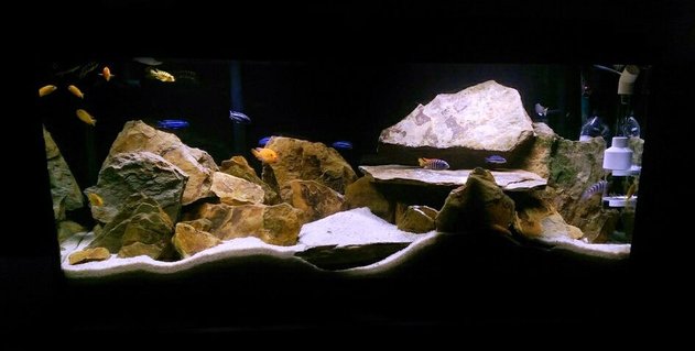 Rated #7: 55 Gallons Freshwater Fish Tank - African Cichlid (mbuna tank) Rated #7: 55 Gallons Freshwater Fish Tank - African Cichlid (mbuna tank)