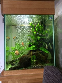 Rated #15: 33 Gallons Freshwater Fish Tank - Hi Rated #15: 33 Gallons Freshwater Fish Tank - Hi