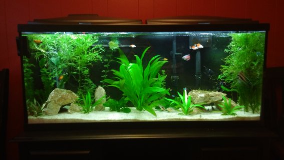 Rated #17: 55 Gallons Freshwater Fish Tank - Our first aquarium Rated #17: 55 Gallons Freshwater Fish Tank - Our first aquarium