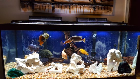 Rated #55: 75 Gallons Freshwater Fish Tank - Some of my fish Rated #55: 75 Gallons Freshwater Fish Tank - Some of my fish