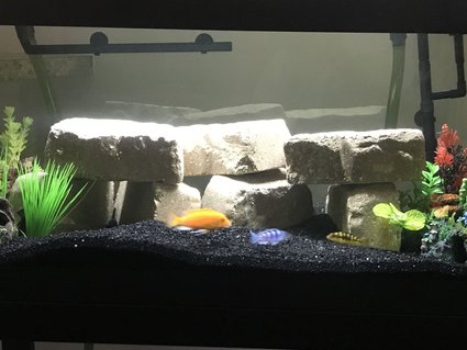 Rated #48: 40 Gallons Freshwater Fish Tank - Cichlid tank Rated #48: 40 Gallons Freshwater Fish Tank - Cichlid tank