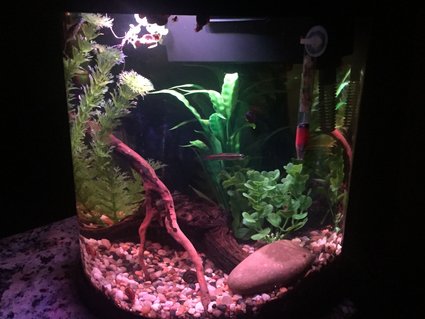 Rated #49: 4 Gallons Freshwater Fish Tank - 3.5 freshwater Nano Rated #49: 4 Gallons Freshwater Fish Tank - 3.5 freshwater Nano