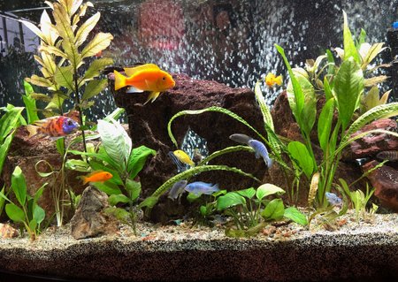 Rated #99: 72 Gallons Freshwater Fish Tank - This in my 72-gallon bow-front Lake Malawi African Cichlid aquarium. Re-planed every few months to offset what they eat and what can\'t survive the high pH. It\'s been up and running for about 2.5 years. Kept as a hobby. I hope you enjoy it. Have a great day! Rated #99: 72 Gallons Freshwater Fish Tank - This in my 72-gallon bow-front Lake Malawi African Cichlid aquarium. Re-planed every few months to offset what they eat and what can't survive the high pH. It's been up and running for about 2.5 years. Kept as a hobby. I hope you enjoy it. Have a great day!