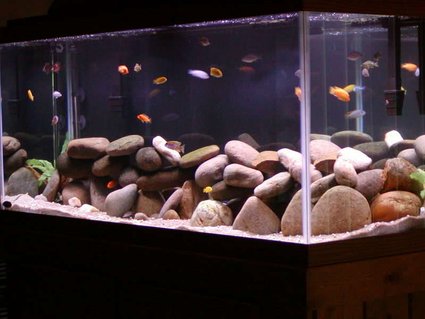 Rated #29: 75 Gallons Freshwater Fish Tank - corner shot Rated #29: 75 Gallons Freshwater Fish Tank - corner shot