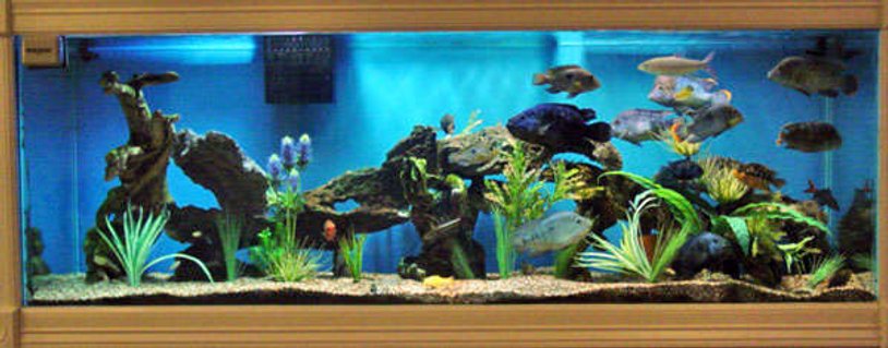 Rated #27: 150 Gallons Freshwater Fish Tank - Large South and Central American Cichlids Rated #27: 150 Gallons Freshwater Fish Tank - Large South and Central American Cichlids
