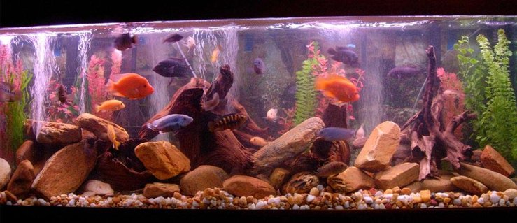Rated #83: 125 Gallons Freshwater Fish Tank - Lots of fish having a great day Rated #83: 125 Gallons Freshwater Fish Tank - Lots of fish having a great day