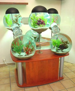 Rated #3: 60 Gallons Freshwater Fish Tank - My super cool tank!! Rated #3: 60 Gallons Freshwater Fish Tank - My super cool tank!!