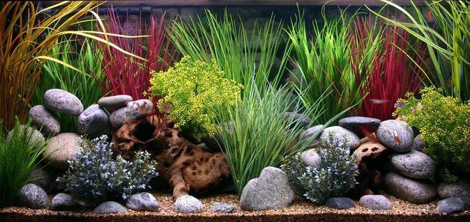 Rated #10: 100 Gallons Freshwater Fish Tank - 100 Gallon custom tank.All plastic plants. Rated #10: 100 Gallons Freshwater Fish Tank - 100 Gallon custom tank.All plastic plants.
