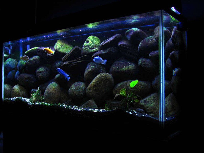 Rated #23: 55 Gallons Freshwater Fish Tank - My freshwater tank under progress.