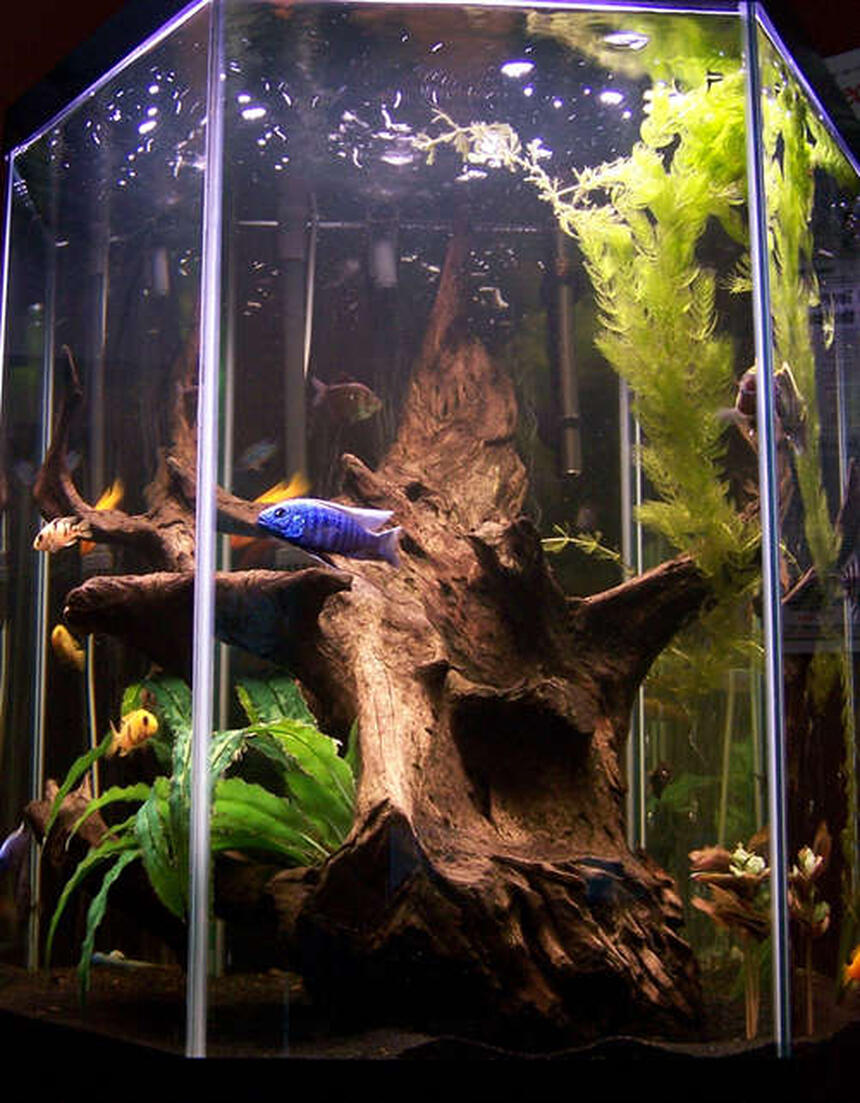 Rated #5: 60 Gallons Freshwater Fish Tank - I tried to keep the tank as natural looking as possible. It is really hard to take a good picture of a hexagon tank. Rated #5: 60 Gallons Freshwater Fish Tank - I tried to keep the tank as natural looking as possible. It is really hard to take a good picture of a hexagon tank.
