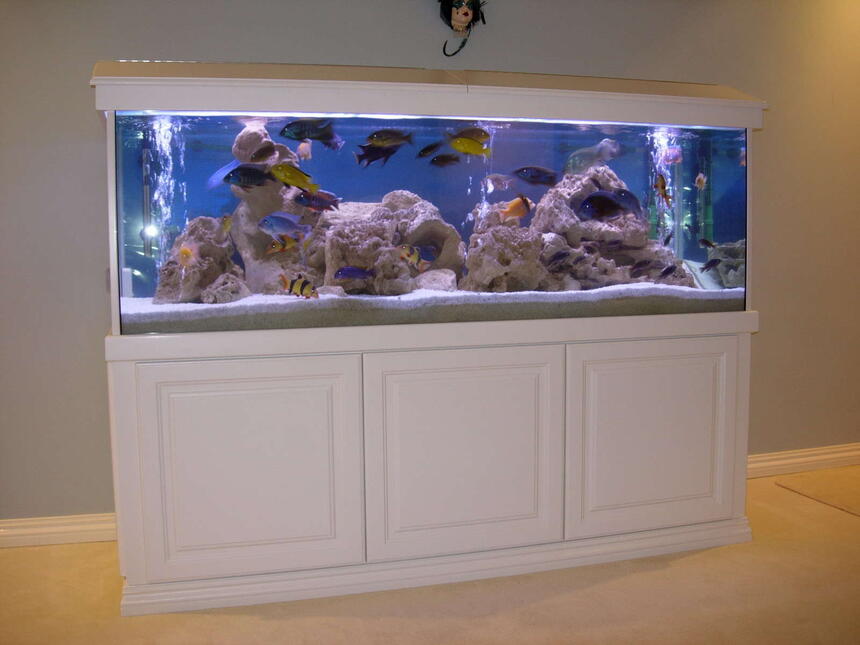 Rated #2: 172 Gallons Freshwater Fish Tank - Cichlids Cove Rated #2: 172 Gallons Freshwater Fish Tank - Cichlids Cove