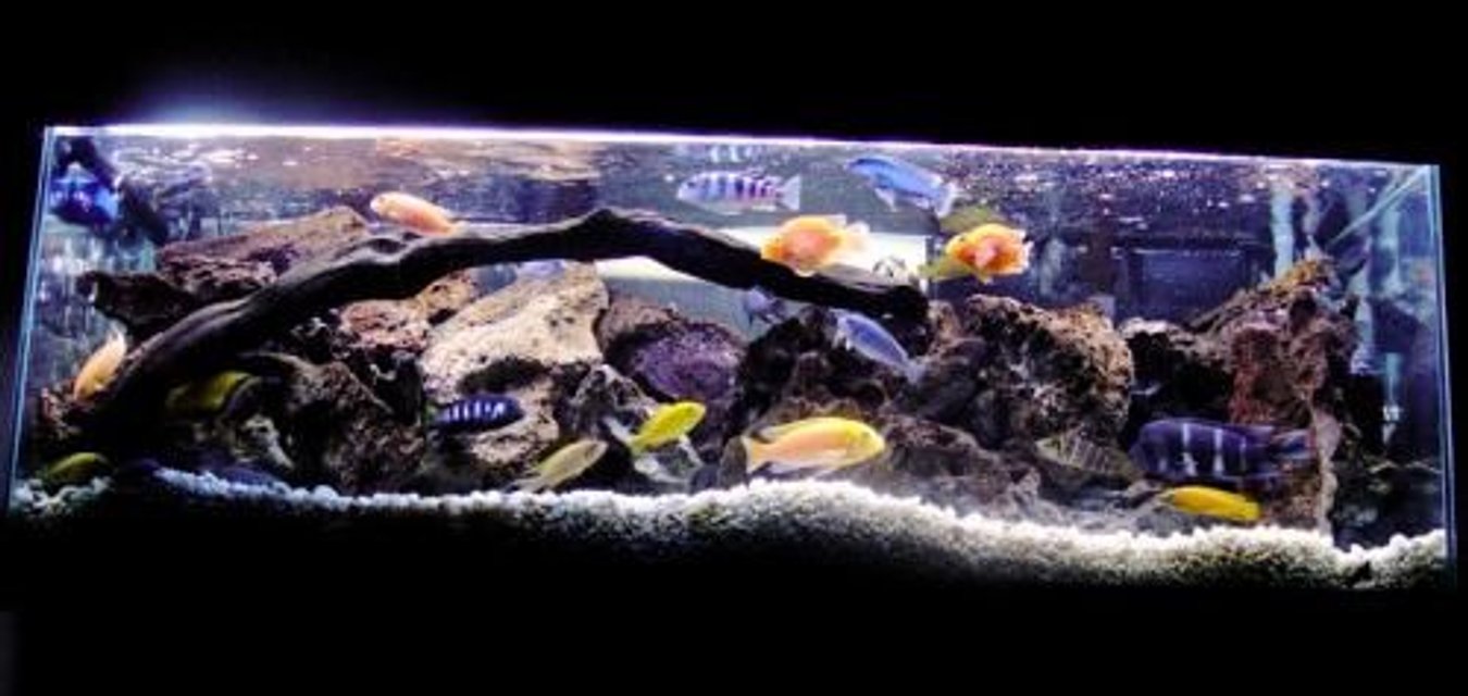 Rated #11: 60 Gallons Freshwater Fish Tank - More recent shot of my main African tank.