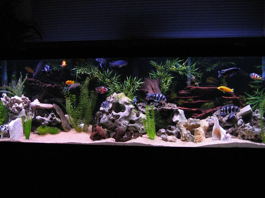 Rated #6: 125 Gallons Freshwater Fish Tank - 125 Gallon African Cichlid Tank Rated #6: 125 Gallons Freshwater Fish Tank - 125 Gallon African Cichlid Tank