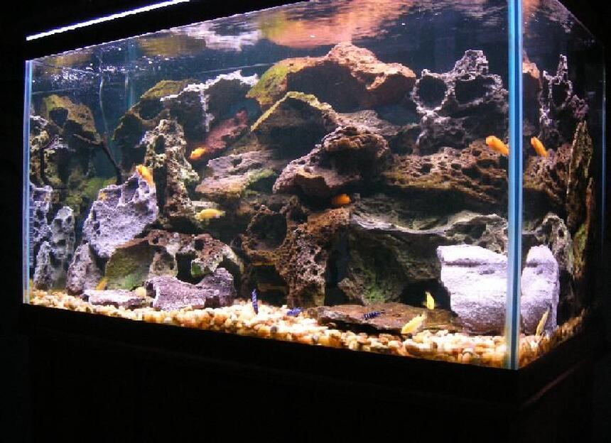 Rated #95: 58 Gallons Freshwater Fish Tank - My 58 gallon Malawi cichlid tank Rated #95: 58 Gallons Freshwater Fish Tank - My 58 gallon Malawi cichlid tank