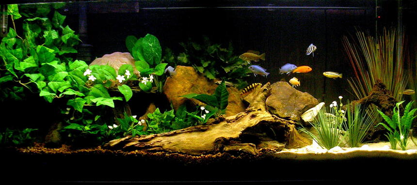 Rated #74: 29 Gallons Freshwater Fish Tank - My Cichlid Sanctuary. Rated #74: 29 Gallons Freshwater Fish Tank - My Cichlid Sanctuary.