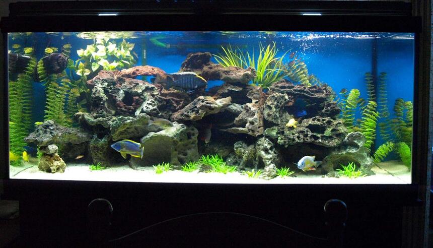 Rated #29: 90 Gallons Freshwater Fish Tank - my African tank (re-configurated) Rated #29: 90 Gallons Freshwater Fish Tank - my African tank (re-configurated)