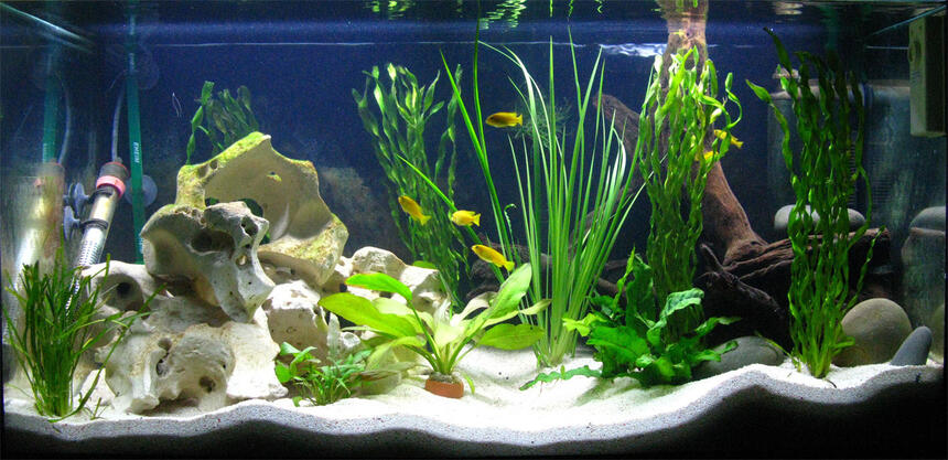 Rated #80: 40 Gallons Freshwater Fish Tank - Front on! Rated #80: 40 Gallons Freshwater Fish Tank - Front on!