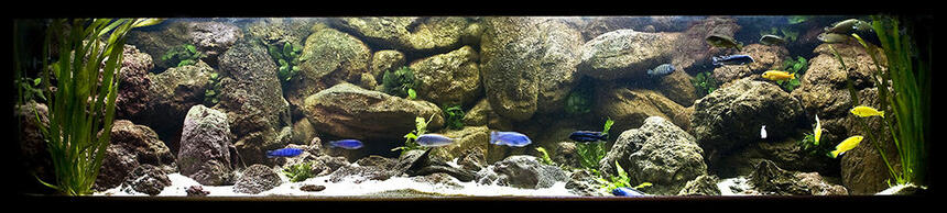 Rated #23: 160 Gallons Freshwater Fish Tank - My Mbuna tank Rated #23: 160 Gallons Freshwater Fish Tank - My Mbuna tank